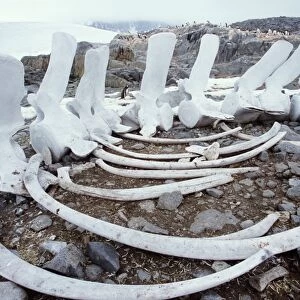 Antarctica, Port Lockroy, fin whale bones on shore, penguins nearby