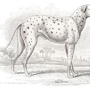 Antique Dalmatian dog engraving 1840