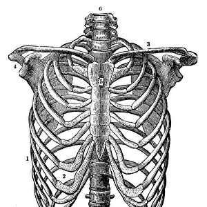 Antique engraving illustration: Rib cage