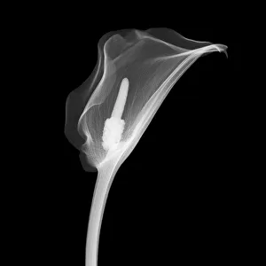 Arum lily, X-ray