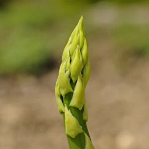 Asparagus -Asparagus officinalis-, Europe
