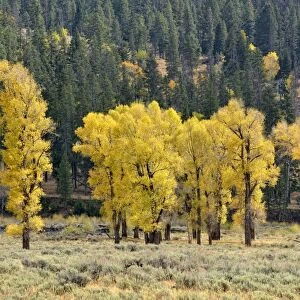 Autumn colored aspen trees and poplar trees -Populus sp. -, Lamar Valley, Yellowstone National Park, Wyoming, USA