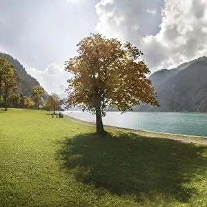 Autumn at Lake Achensee near Achen Church with a maple tree on a green meadow, backlighting, Achensee, Tyrol, Austria, Europe