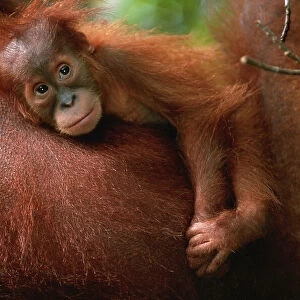 Baby orang utan (Pongo pygmaeus) resting on it's mother's chest, close up, Gunung Leuser N. P, Indonesia