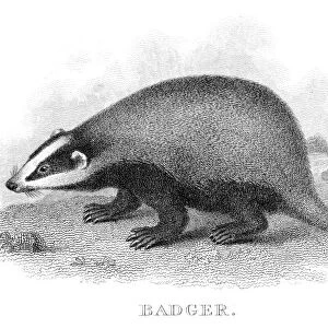 Badger engraving 1812