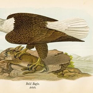 Bald eagle bird lithograph 1890