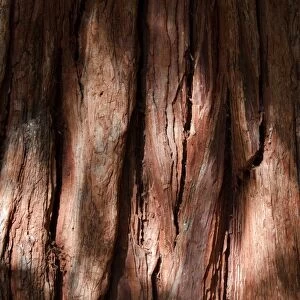 Bark of a California incense cedar -Calocedrus decurrens-