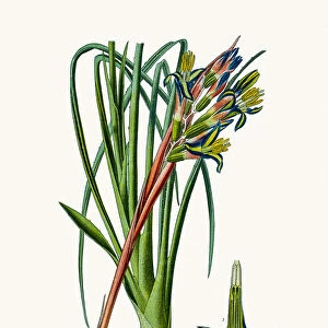 Billbergia nutans (Queen s-Tears) flower