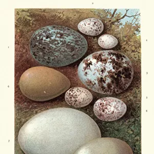Birds eggs, Crow, Swallow, Hawk, Blue tit, Blackcap, Partridge, Duck