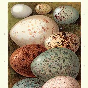 Birds eggs, Dipper, Warbler, Thrush, Spoonbill, Ptarmigan, Falcon, Curlew, Crow