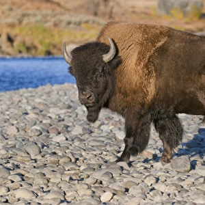 Bison, Yellowstone NP, Lamar River