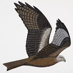 Black Kite (Milvus migrans), adult