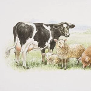A black and white cow, two sheep and a brown pig standing together in a field