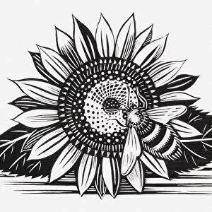Black and white illustration of bee on sunflower