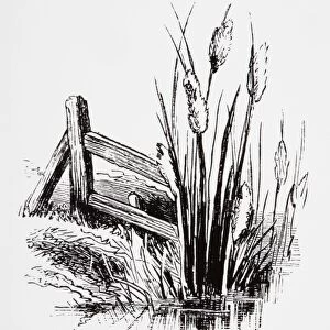 Black and white illustration of Bulrush cattails near riverbank