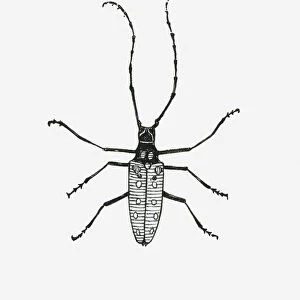 Black and white illustration of insect with antennae