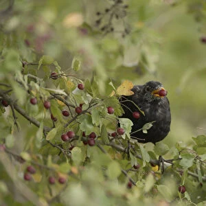 Blackbird (Turdus merula), male, sitting in hawthorn bush, feeding on fruits