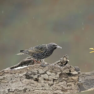 Blackbird -Turdus merula- threatening European Starling -Sturnus vulgaris-