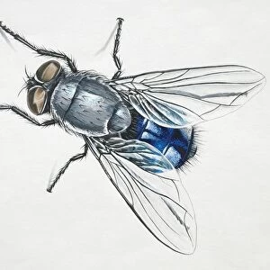 Blue Bottle Fly, Calliphora vomitoria, overhead view