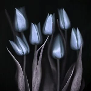 Blue Tulips