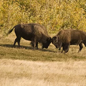 Buffalo fighting