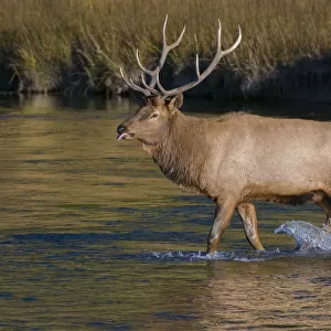 Bull elk crossing Madison River