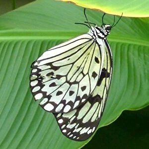 Butterfly on banana leaf