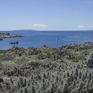 Cacti covered in lichen on Damas Island, Coquimbo Region, Chile