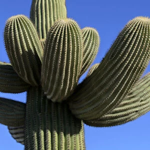 Cactus at Gila Bend, Arizona, USA