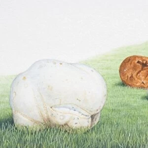 Calvatia gigantea, Giant Puffball, football-shaped mushrooms in a field, including ripe, edible white ones and inedible, older brown ones