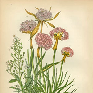 Chaffweed, Lysimachia, Pimpernel, Thrift, Armeria, Victorian Botanical Illustration