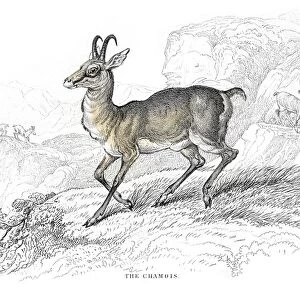 Chamois Goat antelope lithograph 1884