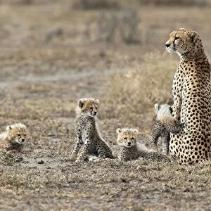 Cheetah -Acinonyx jubatus-, female cheetah with four cubs, Serengeti, Tanzania