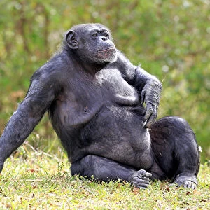 Chimpanzee -Pan troglodytes troglodytes-, female, captive, Miami, Florida, USA
