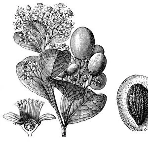 Chrysobalanus icaco (cocoplum, Paradise Plum or icaco)
