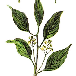 Cinnamomum camphora, camphor tree, camphorwood or camphor laurel