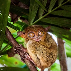 Close up of cute tarsier, Bohol, Philippines