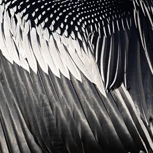 Close-up of wing feathers of Anhinga, Snakebird, Darter, American darter, or Water turkey