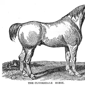 The Clydesdale horse 1841