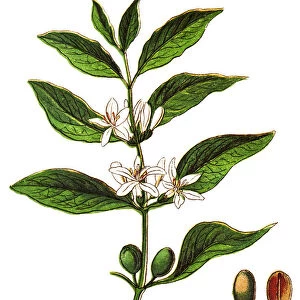 Coffea arabica, also known as the, coffee shrub of Arabia, mountain coffee, or arabica