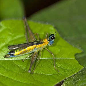 Colorful grasshopper -Eumastax vittata napoana-, Tiputini rainforest, Yasuni National Park, Ecuador, South America