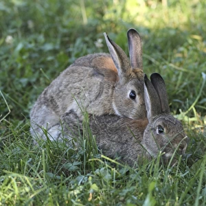Common rabbits -Oryctolagus cuniculus-, mating, Lower Austria, Austria