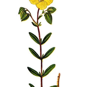 Common Rock-rose (Helianthemum chamaecistus)