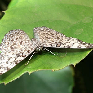 Cracker butterfly -Hamadryas februa-, found in South America