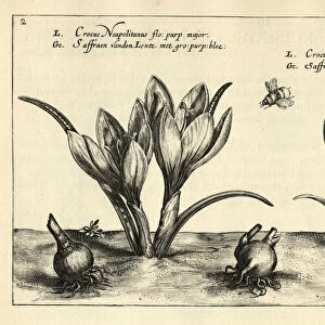 Crocus vernus, spring crocus, giant crocus, crocus neopolitanus, Botanical print