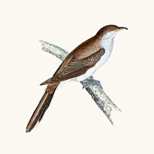 Cuckoo bird