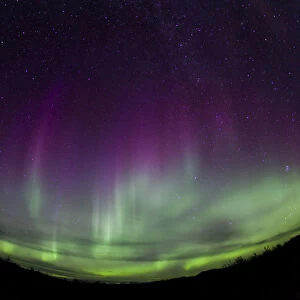Curtains of Northern lights, Polar Aurorae, Aurora Borealis, green, pink, purple, near Whitehorse, Yukon Territory, Canada