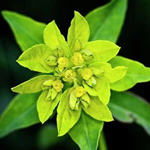 Cushion spurge -Euphorbia epithymoides-