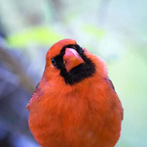 Cute and Curious Northern Cardinal Looking at the Camera