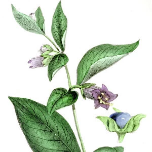 Deadly nightshade poison engraving 1857